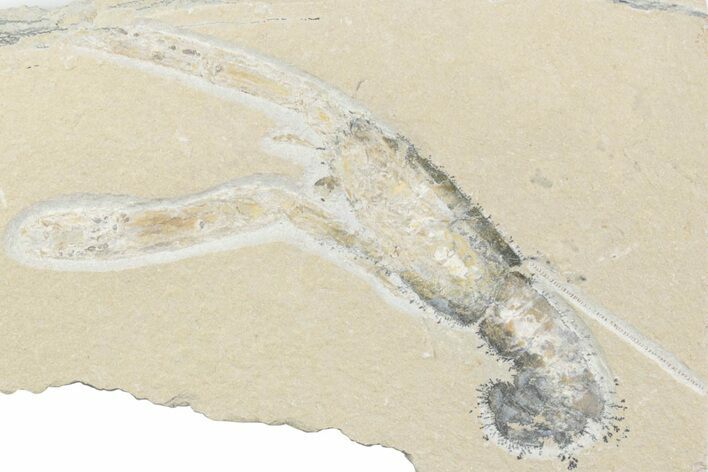 Cretaceous Lobster (Pseudostacus) Fossil - Lebanon #376337